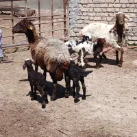 شاه میش دوقلوزا