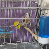 سهره نر قطعه دار خوشتیپ و استایل|پرنده|ارومیه, |دیوار