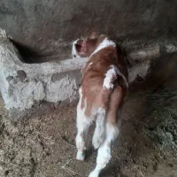 گوساله سیمنتال نر هم شیر خوار هم علف خوار