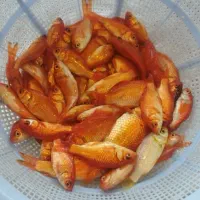 فروش عمده ماهی قرمز عید