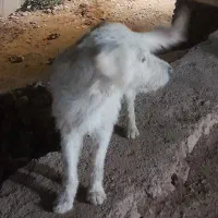 وا گذاری سگ ۲ سال خانه گی|سگ|ایلام, |دیوار