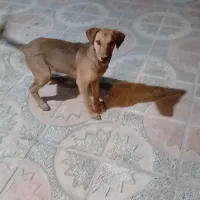 سگ دورگ دوبرمن مناسب نگهبانی