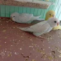 یک جفت مرغ عشق با سه عدد جوجه