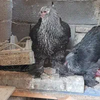 تخم مرغ برهما و رسمی نطفه دار|حیوانات مزرعه|تهران, مشیریه|دیوار