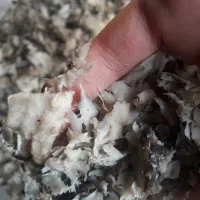 تفاله چغندر|حیوانات مزرعه|اسالم, |دیوار