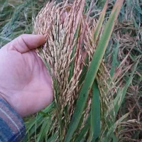 برنج نیم دانه و درشت حدود 30کیلو باهم بفروش میرسد