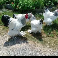جوجه بیست روزه برهما لایت