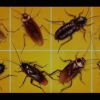 سمپاشی+سم پاش ضمانت کتبی+سوسک ساس موریانه سم قوی|خدمات نظافت|آبادان, |دیوار