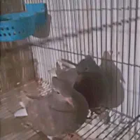 معاوظه با پرنده