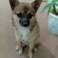 پامر و شی واوا|سگ|داراب, |دیوار