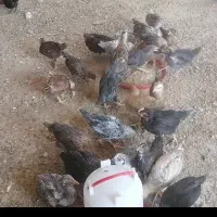 جوجه مرغ محلی 40روزه