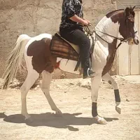 نریان ابلق سواری دار