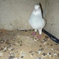 طوق آبی ابری نر|پرنده|شیراز, سعدیه شمالی|دیوار