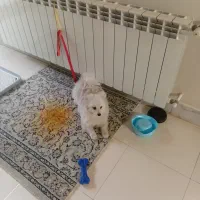 سگ پامر روباهی و میکس اشپیتزژاپنی