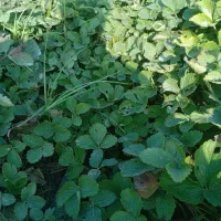 نهال توت فرنگی سابرینا|خدمات باغبانی و درختکاری|آزادشهر, |دیوار