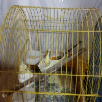 پرنده|پرنده|نورآباد, |دیوار