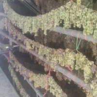 کشمش محلی درجه یک|خوردنی و آشامیدنی|دهگلان, |دیوار