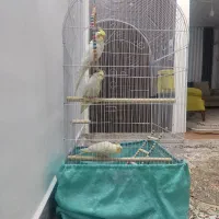 3عدد عروس هلندی نر وماده بسیار سالم|پرنده|تهران, دانشگاه شریف|دیوار