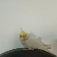 عروس هلندی  سخنگو