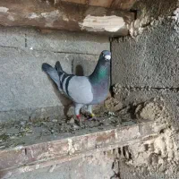 کبوترپلاکی وارداتی