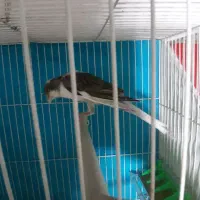 قناری نر رسمی بلند مست خون