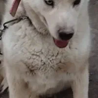 سگ هاسکی کرم روشن گوش کوتاه معاوضه با توله نگهبان