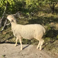 فروش بره نر لاکن ۶ ماهه