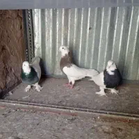 چهار تا کفتر کبوتر طوقی