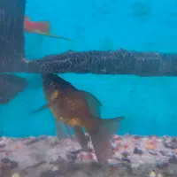 ماهی آکواریومی