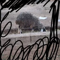 بره نر و ماده سبک وزن|حیوانات مزرعه|محمدشهر, محمدشهر|دیوار