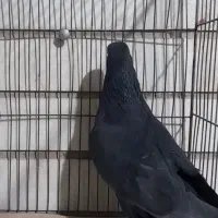 4تا کفتر نر پرش سنگین|پرنده|ری, شهرک نظامی|دیوار