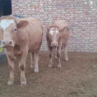 گاد