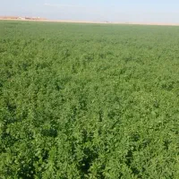 یونجه خشک خشک درجه یک|خدمات باغبانی و درختکاری|بوئین زهرا, |دیوار