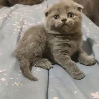 گربه اسکاتیش|گربه|گرگان, |دیوار