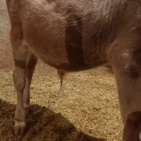 گوساله نر سویسی|حیوانات مزرعه|دیواندره, |دیوار