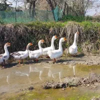 قیمت ۱۲۳۴۵۶۷۸۹۹۹۹