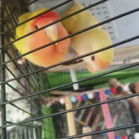 طوطی برزیلی مولد خوشرنگ (کارداده تضمینی)