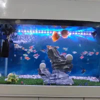 ماهی دیسکس وآنجل وکالر