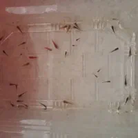 ماهی گوپی و کالر