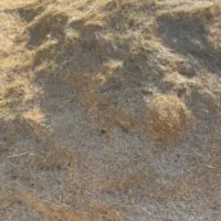 کاه اسنم نقدی