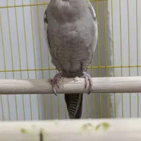 عروس هلندی ماده