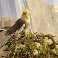 عروس هلندی رام و دستی و مولد طوطی برزیلی (کوتوله)