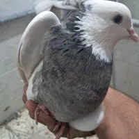 کفتر|پرنده|شیراز, لب آب|دیوار