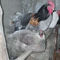 تخم مرغ ایسبار|حیوانات مزرعه|مشکین‌دشت, |دیوار