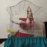 عروس هلندی نر و ماده