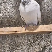 کفتر پرشی درجه یک بی عیب باضمانت|پرنده|مبارکه, |دیوار