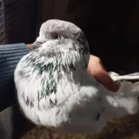 کبوتر جوجه کشی|پرنده|لنگرود, |دیوار