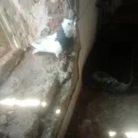 پلاکی