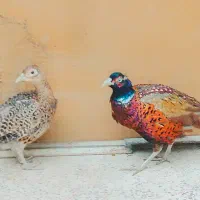 پرنده زینتی سیلور امریکایی بلژیکی و لیدی طاووس|پرنده|شیراز, امام حسین|دیوار