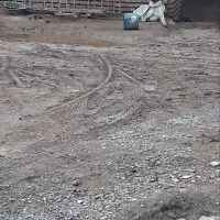 سگ سرابی|سگ|صوفیان, |دیوار